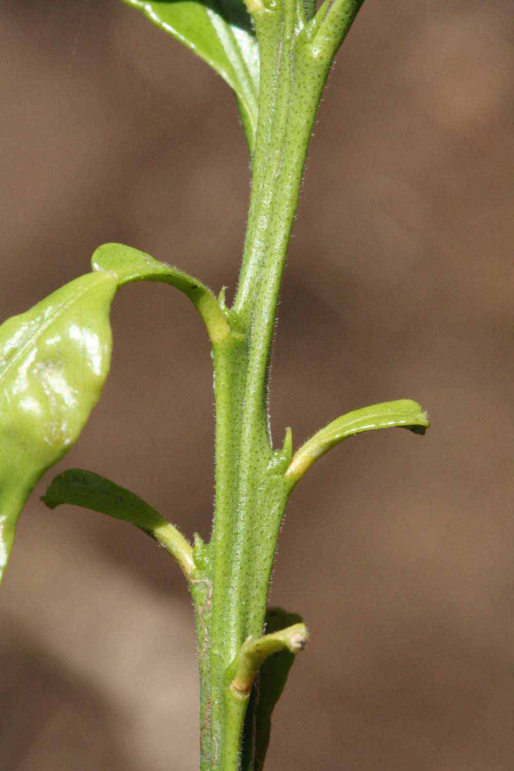            First year twig (Riverside, CA)   